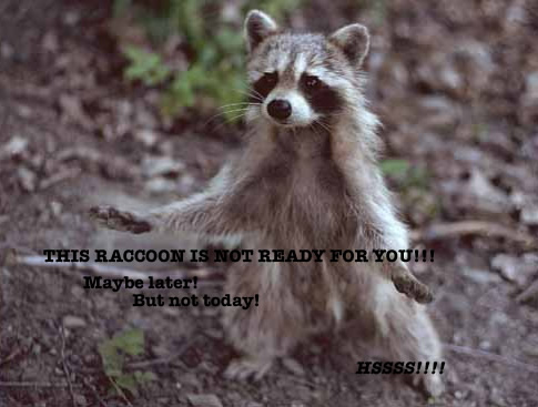 This raccoon is not ready for you!!! Maybe later! But not today! HSSSS!!